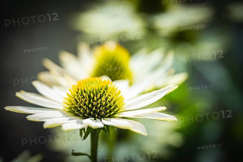 White Coneflower (Echinacea purpurea) white petals with green, spiky flower cone in close-up in front of softly blurred background in soft light, Dortmund, North Rhine-Westphalia, Germany