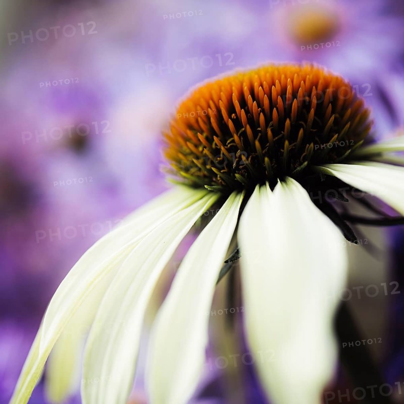 Echinacea close-up of the orange-brown flower cone with white petals against a violet, softly blurred background in soft light, Dortmund, North Rhine-Westphalia, Germany