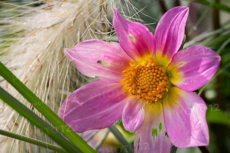 Dahlia (Dahlia pinnata) pink flower with yellow centre between grasses and downy seed heads in soft, warm light, Dortmund, North Rhine-Westphalia, Germany