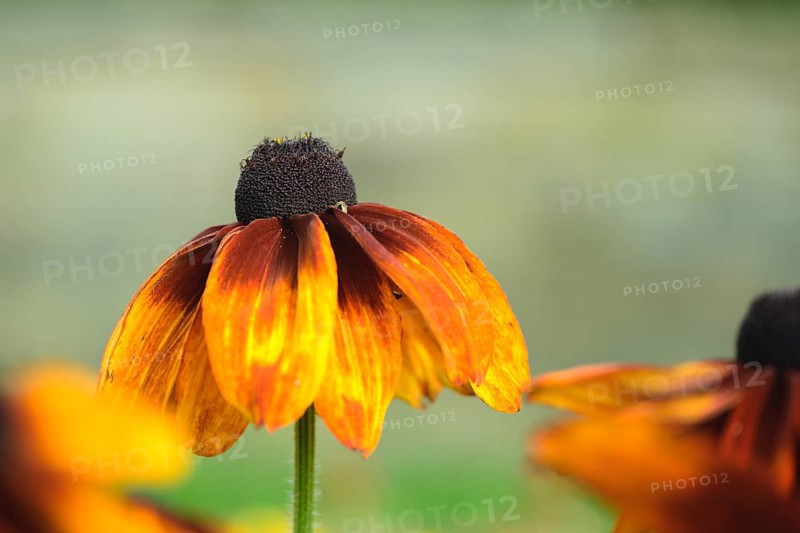 Rudbeckia hirta, single flower with orange-yellow, slightly drooping petals and dark flower centre against a soft background in soft, warm light, Dortmund, North Rhine-Westphalia, Germany