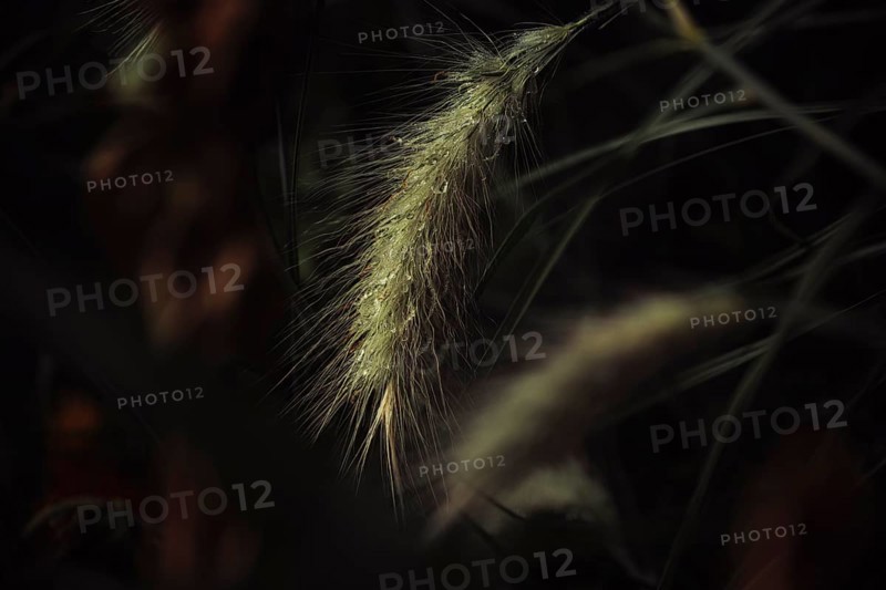 Grasses (Poaceae) detailed close-up of a filigree, hairy spike with fine water droplets in soft, warm backlight against a dark, blurred background, Dortmund, North Rhine-Westphalia, Germany