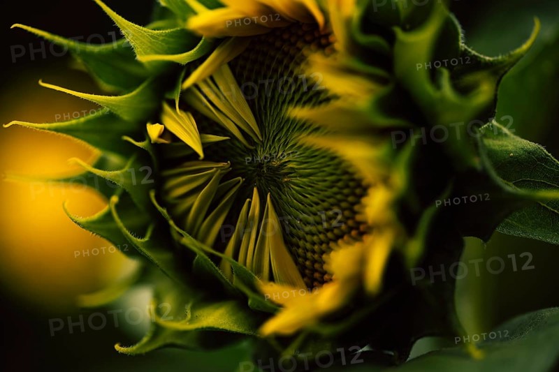 Sunflower (Helianthus annuus) detailed artistic close-up of an opening flower head with green bracts and visible seed structure, yellow petals at the edge, selective sharpness, dark background, warm light, Dortmund, North Rhine-Westphalia, Germany