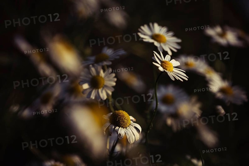 Chamomile (Matricaria sp.) artistic shot of several white flowers with yellow centre in a meadow, selective focus on individual inflorescences, soft blur and dark background, warm light, Dortmund, North Rhine-Westphalia, Germany