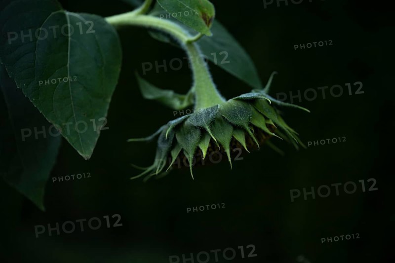 Sunflower (Helianthus annuus) closed flower bud from behind with green bracts and hairy stem in front of dark background, detailed artistic close-up with shallow depth of field and soft light, Dortmund, North Rhine-Westphalia, Germany