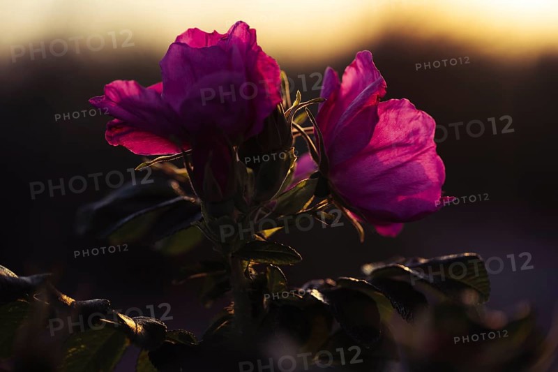 Potato rose (Rosa rugosa), two strong magenta-coloured flowers against the light, artistic, detailed close-up with dark background and shallow depth of field, Schillig, Lower Saxony, Germany