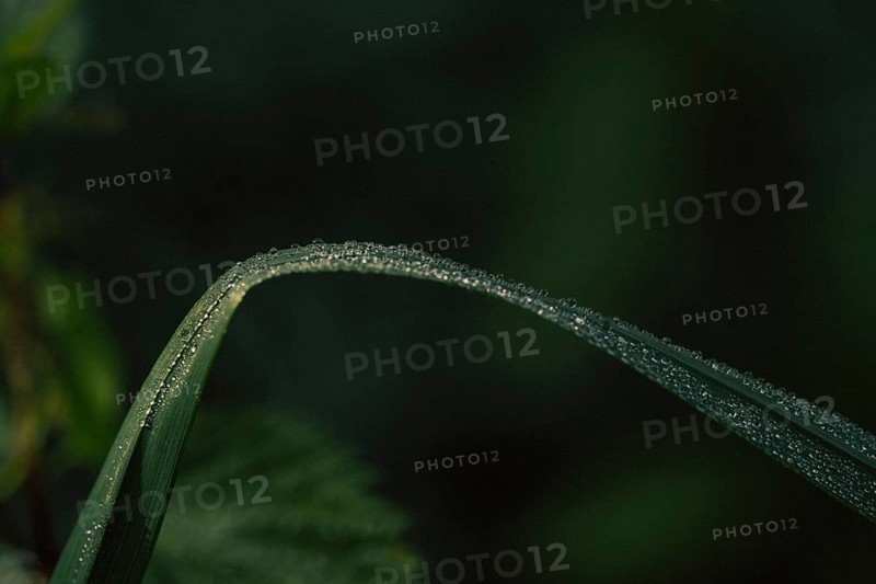 Blade of grass (Poaceae) bent blade of grass with fine dew drops along the edge, detailed artistic close-up with dark background and selective sharpness, soft light, Dortmund, North Rhine-Westphalia, Germany