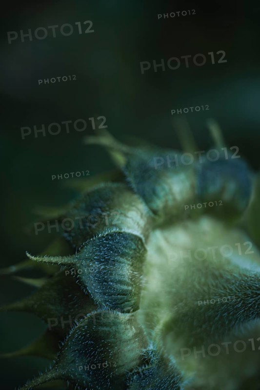Sunflower (Helianthus annuus) detailed artistic macro shot of the green, hairy bracts and the structured bud with very shallow depth of field against a dark background, soft light, Dortmund, North Rhine-Westphalia, Germany