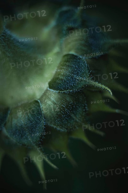 Sunflower (Helianthus annuus) detailed artistic macro shot of the hairy bracts and fine structures on the bud, shallow depth of field, dark green tones in the background, soft light, Dortmund, North Rhine-Westphalia, Germany