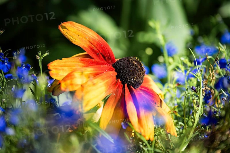 Rudbeckia hirta, artistic close-up of a yellow-orange flower with a dark flower centre between blurred blue flowers and green foliage in soft light, Dortmund, North Rhine-Westphalia, Germany