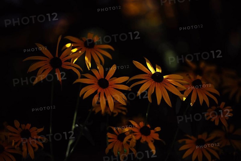 Coneflower (Rudbeckia) several yellow flowers with dark centre in front of a deep dark background, low-key shot with punctual light accents on the petals and selective sharpness, detailed artistic close-up, soft light, Dortmund, North Rhine-Westphalia, Germany