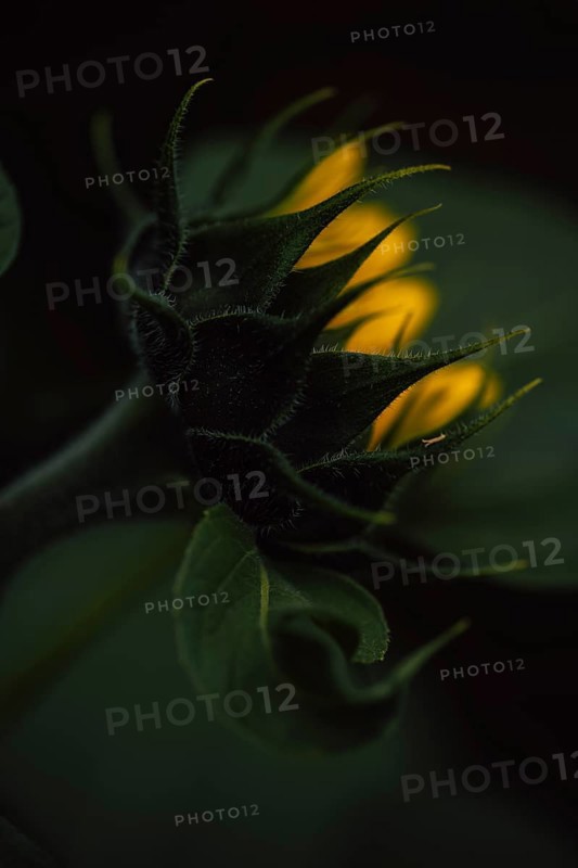 Sunflower (Helianthus annuus) detailed artistic close-up of a still closed flower bud from the back with jagged green bracts and first yellow petals in the background, selective sharpness, dark background, warm light, Dortmund, North Rhine-Westphalia, Germany