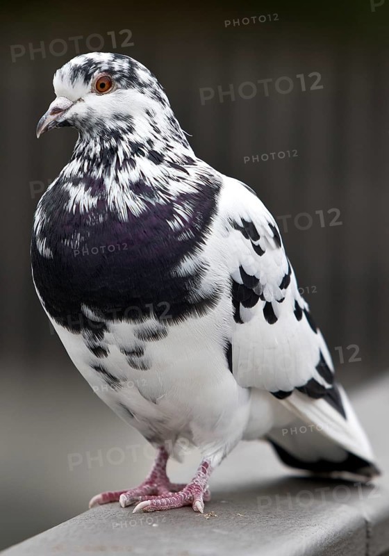 Pigeon (Columbidae) on a railing, Essen, Ruhr area, North Rhine-Westphalia, Germany
