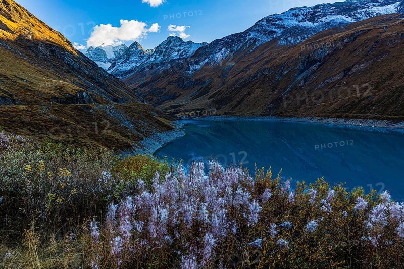 The reservoir Lac de Moiry, in front a bush with blooming sally (Chamaenerion angustifolium), behind the peaks of the mountains Grand Cornier, Tete Blanche and Pointe Moiry, Val d'Anniviers, Valais Alps, Canton Valais, Switzerland