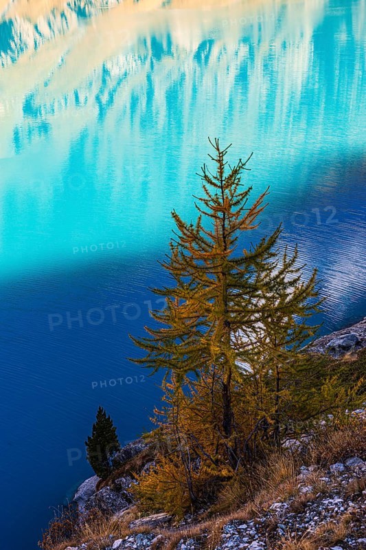 Small larch tree (Larix decidua), mountain meadow reflected in the turquoise-coloured reservoir Lac de Moiry, Val d'Anniviers, Valais Alps, Canton Valais, Switzerland
