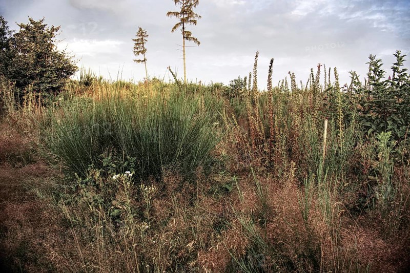 Lush vegetation with tall grasses and isolated trees under cloudy sky, Siegen Siegerland