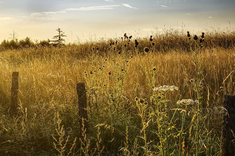 Peaceful summer meadow after sunrise with golden light, Siegen