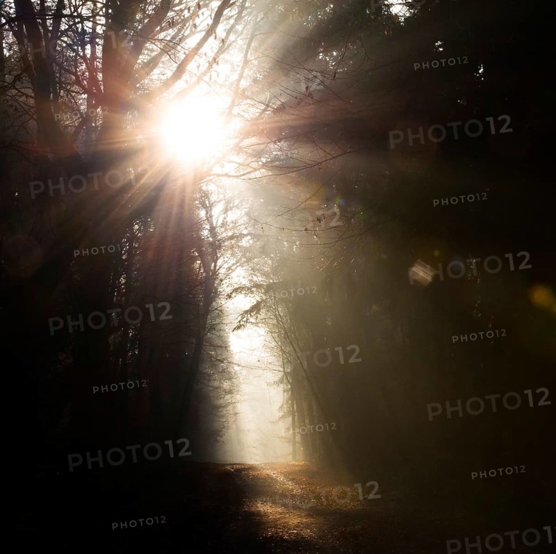 Glowing sunrays, light and darkness, shadow, foggy forest in dark tones, sunrays, bright, autumn, passing away, atmosphere, path, flooded with light, forest path, rays of light, peaceful, mood, morning fog, lighting mood, sunlight, morning, haze, nature, atmospheric, mystical, fascination, autumn leaves, mysterious, dream, illuminated, clouds of fog, natural phenomenon, Light trail, grief, condolence, death, dying, magical, Lüneburg district, Lower Saxony, Germany