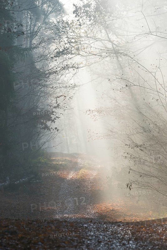 A foggy forest trail with gently falling sunlight, calm and hazy atmosphere, glowing sunrays, light and shadow, bright, autumn, passing, life path, flooded with light, forest path, light rays, peaceful, mood, morning fog, light mood, nature, atmospheric, mystical, fascination, autumn leaves, mysterious, dream, illuminated, clouds of fog, natural phenomenon, Light trail, grief, condolence, death, dying, magical, Lüneburg district, Lower Saxony, Germany