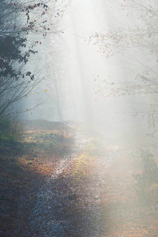 Forest trail with gentle incoming sunlight disappears in fog, calm, quiet atmosphere, glowing sunrays, light, shadow, bright, autumn, passing away, life path, path, flooded with light, forest path, light rays, peaceful, mood, morning fog, light mood, morning, nature, atmospheric, mystical, autumn leaves, mysterious, illuminated, clouds of fog, natural phenomenon, grief, condolence, death, death, magical, Lüneburg district, Lower Saxony, Germany