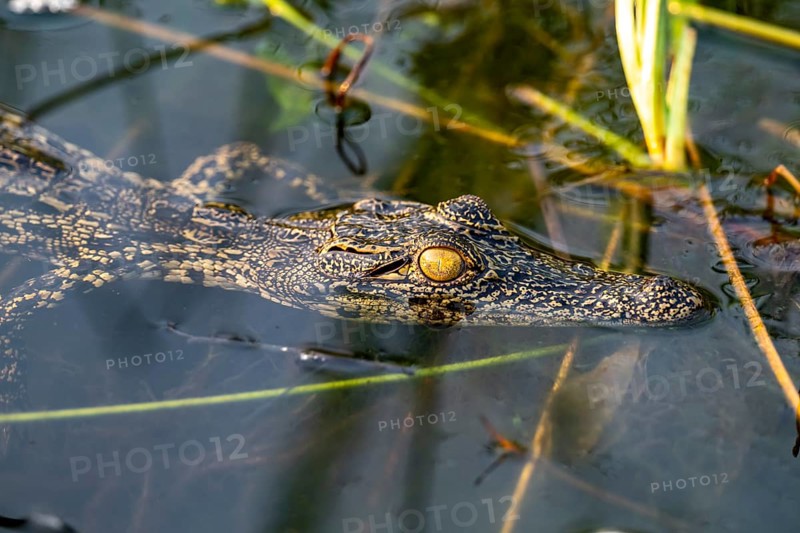 Young animal, Nile crocodile in swamp, Xakanaxa Lagoon, Okavango Delta, Moremi Game Reserve, Botswana