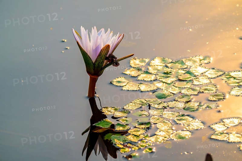 Water Lily, Xakanaxa Lagoon, Okavango Delta, Moremi Game Reserve, Botswana
