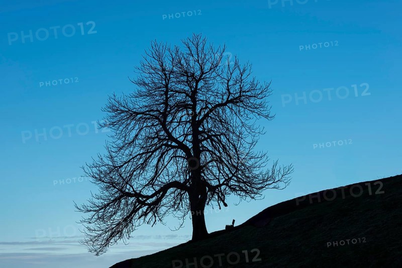 A single standing chestnut tree (Castanea) in late autumn, including an empty bench, Dietersbachtal near Oberstdorf, Allgäu Alps, Allgäu, Bavaria, Germany