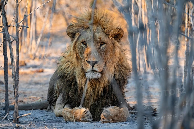 Maned lion, lion (Panthera leo) lies, Savuti, Chobe National Park, Botswana