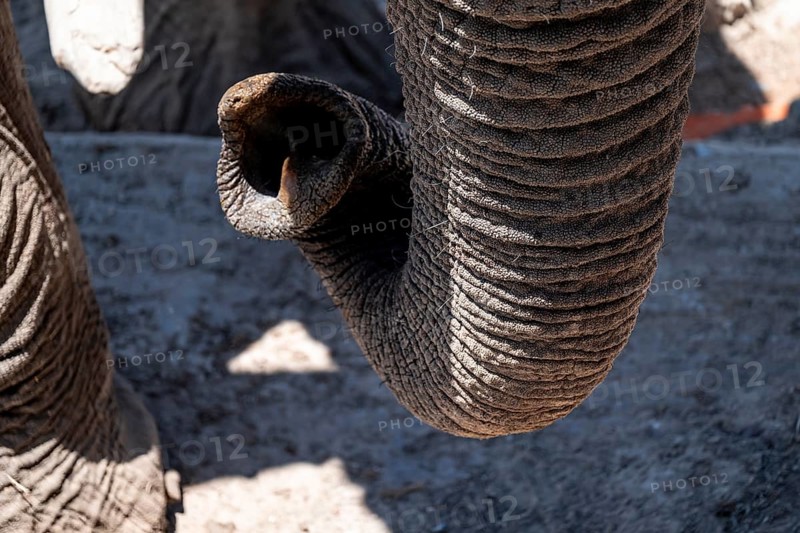 Detail, trunk, African elephant (Loxodonta africana), Etosha National Park, Namibia