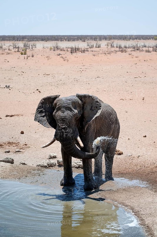 View from above, Single African elephant (Loxodonta africana) drinking at a waterhole, Etosha National Park, Namibia