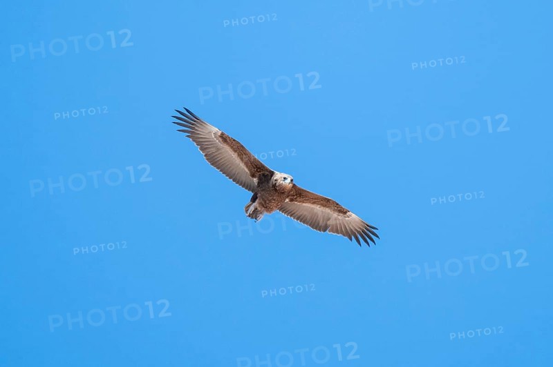 Savannah eagle or eagle of prey (Aquila rapax), bird of prey flying, Etosha National Park, Namibia