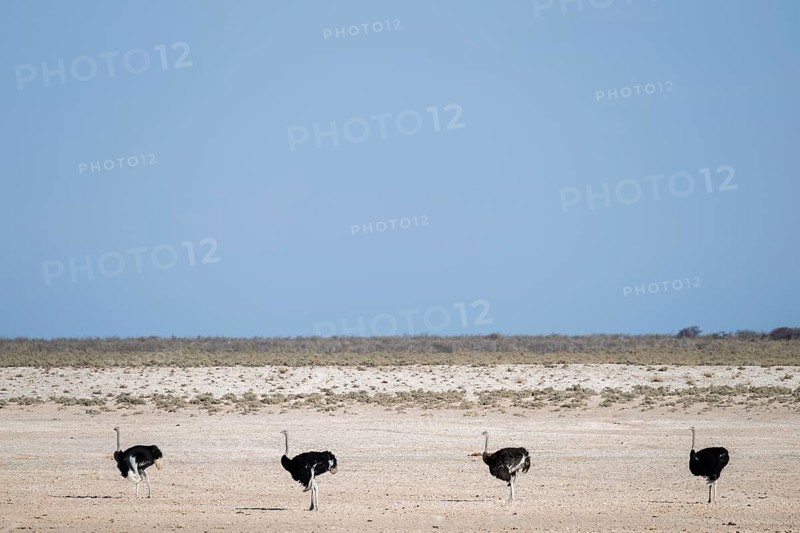 Funny, Four males, Common ostrich (Struthio camelus) running through savannah, Etosha National Park, Namibia