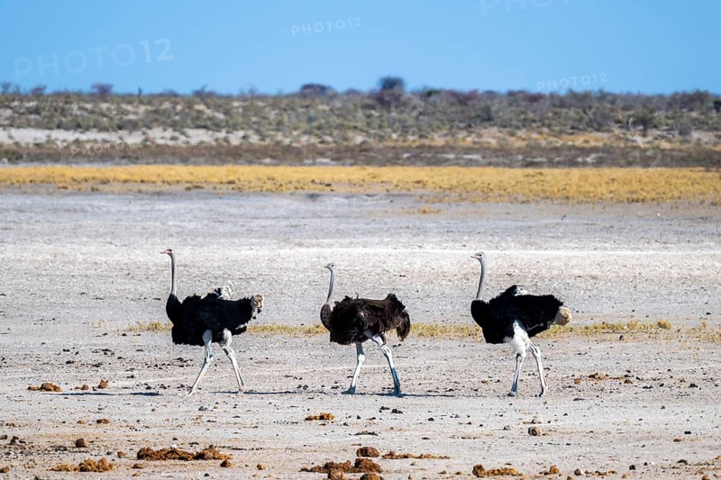 Funny, Three males, Common ostrich (Struthio camelus) running through savannah, Etosha National Park, Namibia