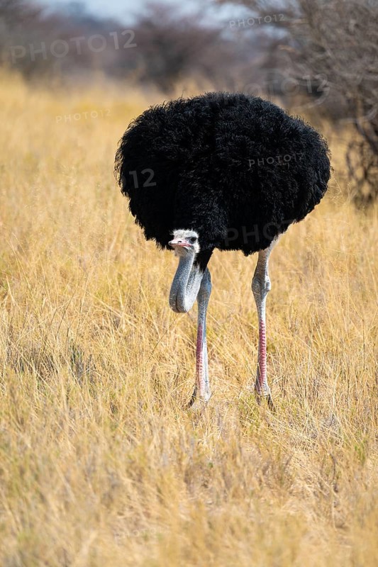 Male common ostrich (Struthio camelus) running through savannah, Etosha National Park, Namibia
