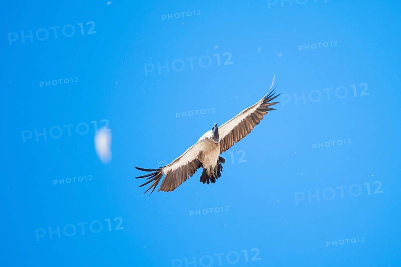 White-backed vulture (Gyps africanus), bird of prey flying, Etosha National Park, Namibia