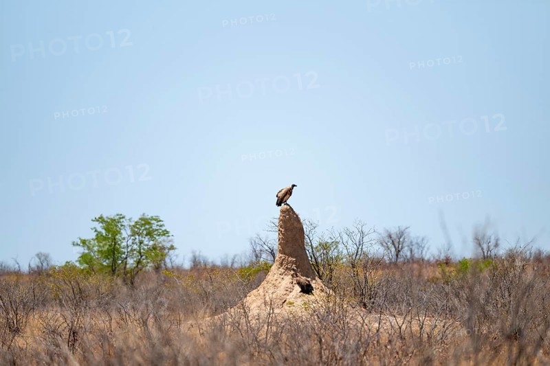 Vulture sitting on termite hill, Etosha National Park, Namibia