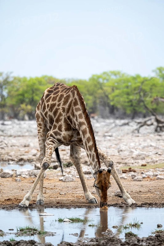 Angola giraffe (Giraffa giraffa angolensis) drinking, Etosha National Park, Namibia