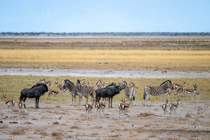 Zebras and wildebeests as well as springboks, Etosha National Park, Namibia