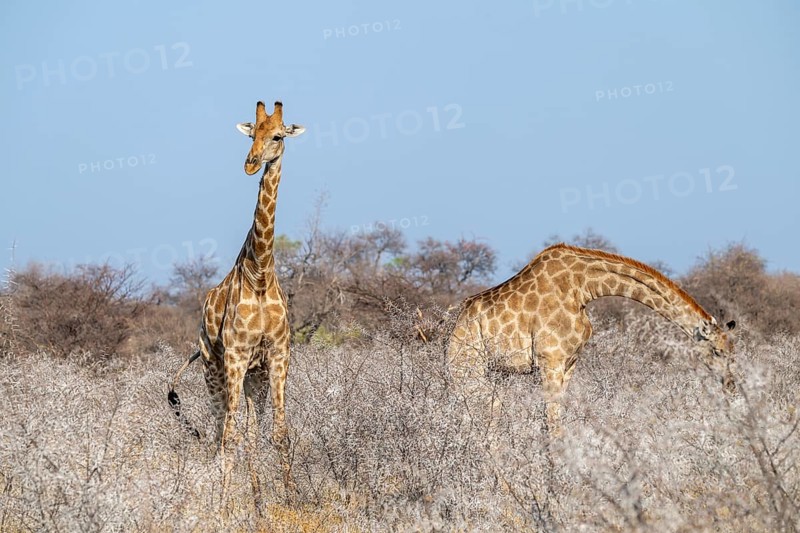 Two Angola giraffes (Giraffa giraffa angolensis), Etosha National Park, Namibia