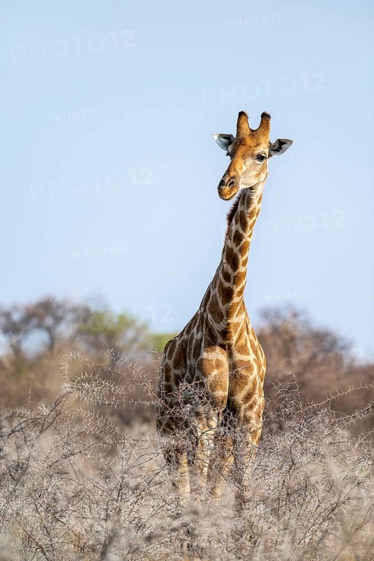 Angola giraffe (Giraffa giraffa angolensis), Etosha National Park, Namibia