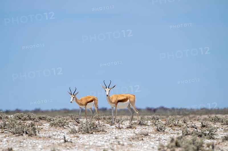 Springbok (Antidorcas marsupialis), Etosha National Park, Namibia