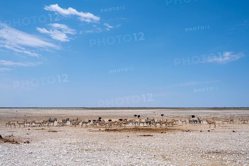 Salt pan in Etosha National Park with animals, Namibia