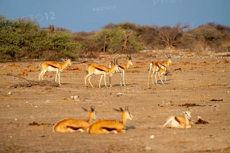 Impala (Aepyceros melampus), Etosha National Park, Namibia