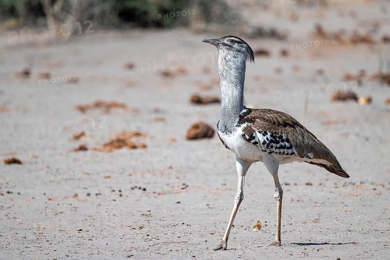 Kori Bustard (Ardeotis kori), Savuti, Chobe Nationalpark, Botswana