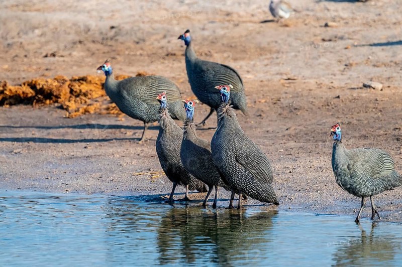 Helmeted guinea fowl (Numida meleagris), Savuti, Chobe Nationalpark, Botswana