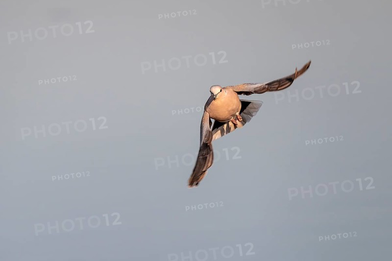 Eurasian collared dove (Streptopelia decaocto) in flight, Savuti, Chobe Nationalpark, Botswana