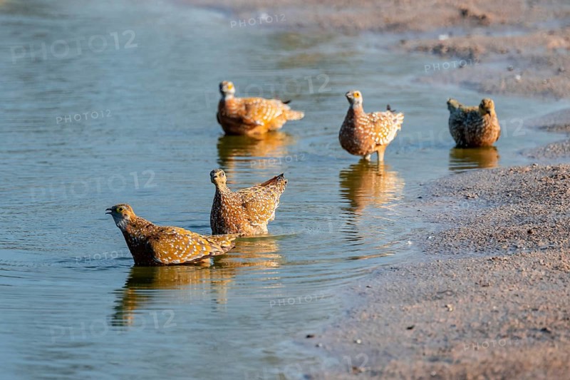 Burchell's sandgrouse (Pterocles burchelli), Savuti, Chobe Nationalpark, Botswana