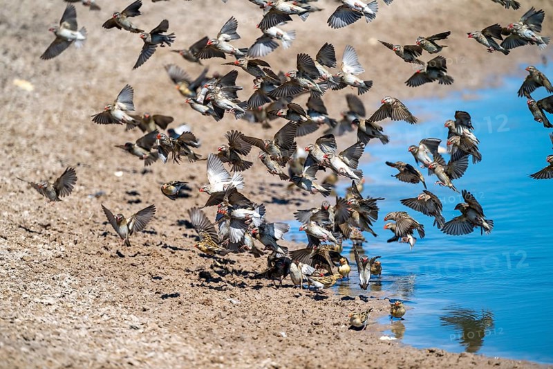 Swarm of sparrows in flight, Savuti, Chobe Nationalpark, Botswana