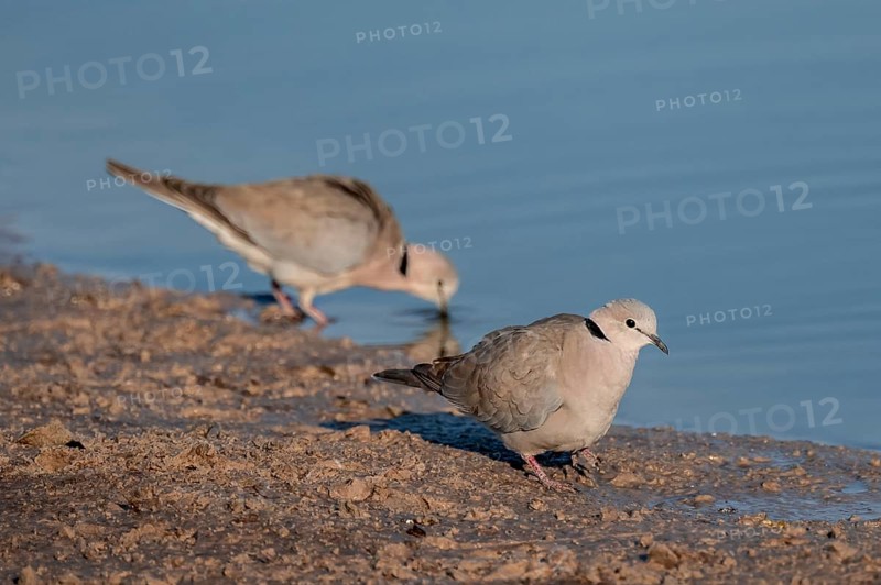 Eurasian collared dove (Streptopelia decaocto) at waterhole, Savuti, Chobe Nationalpark, Botswana