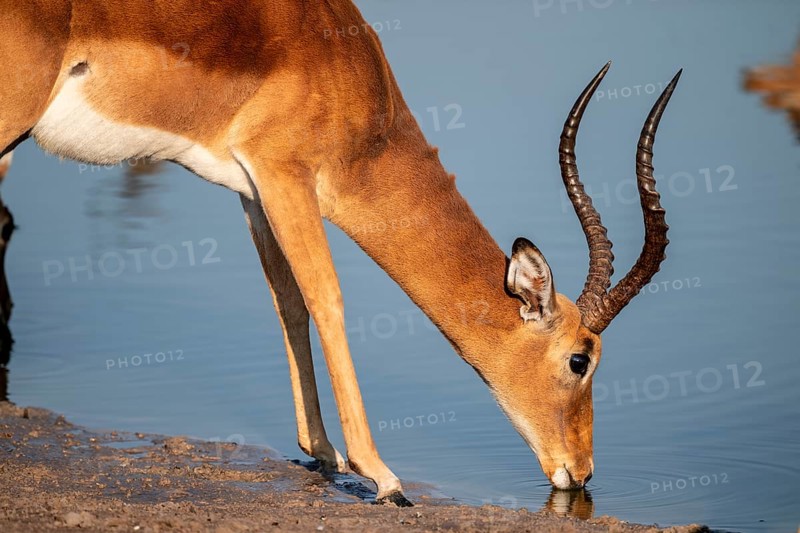 Impala (Aepyceros melampus) drinking at a waterhole, reflection, Savuti, Chobe National Park, Botswana