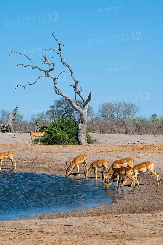 Impala (Aepyceros melampus) drinking at a waterhole, Savuti, Chobe National Park, Botswana
